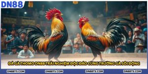 Đá Gà Thomo DN88 Trải Nghiệm Độc Đáo Cùng Trường Gà Sôi Động