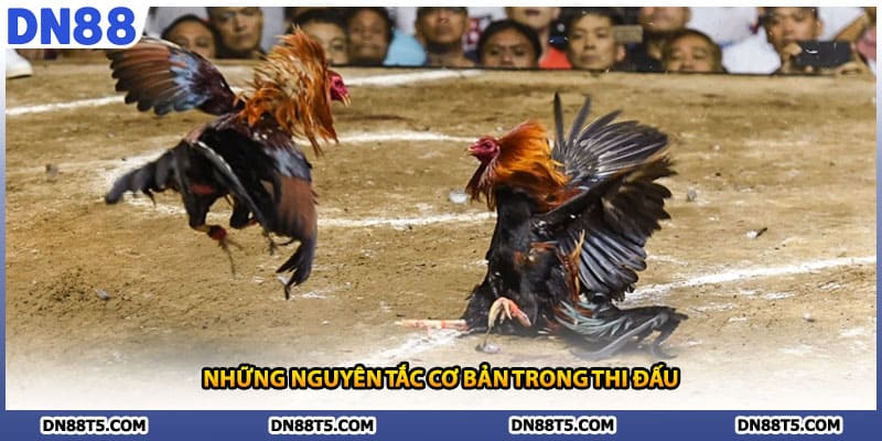 Những nguyên tắc cơ bản trong thi đấu